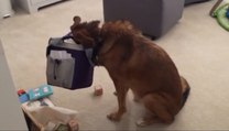 Guilty Dog Is Caught Red-Handed With Cute Baby!