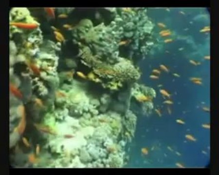 Centrum Nurkowe Tomasz , Yvette i Dawid Dobroczek Sklep Nurkowy PADI w Gdańsku Bluehole Arch