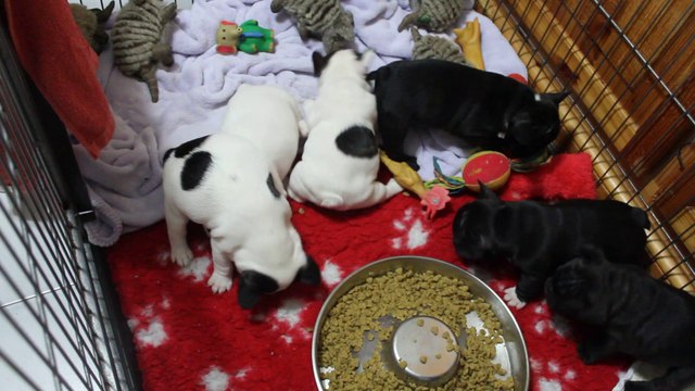 les bébés ont 36 jours