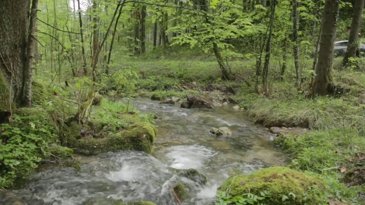 Porsche 911 50eme anniversaire : choc des générations