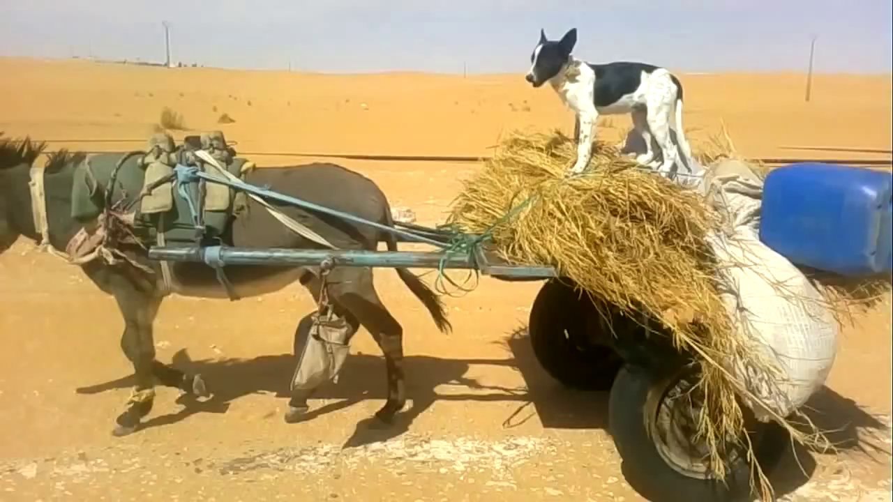 Un chien conduit un âne en Algérie