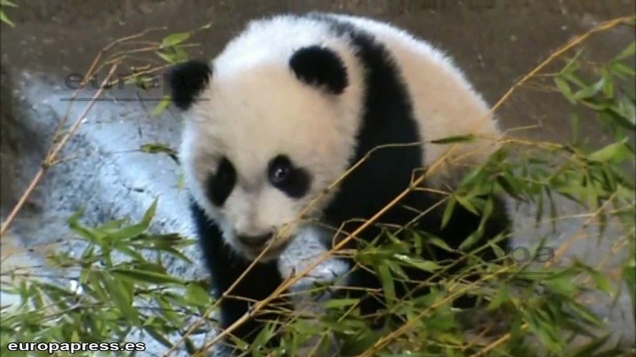 La cría de oso panda sale por primera vez con su madre