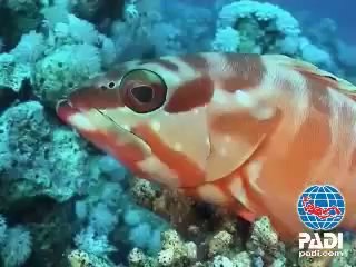 Kursy Nurkowania Argonaut PADI Gdańsk Reklama 1