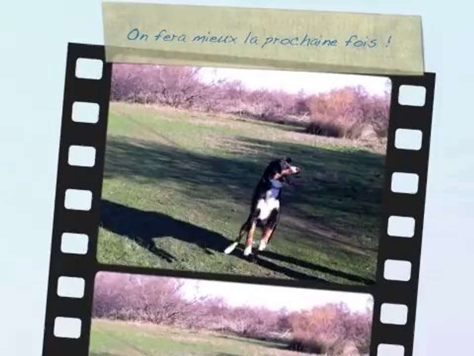 Echauffement  frisbee de Houba, Bouvier d'Appenzell