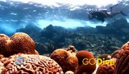 Kursy Nurkowania Argonaut PADI Gdańsk Reklama 2