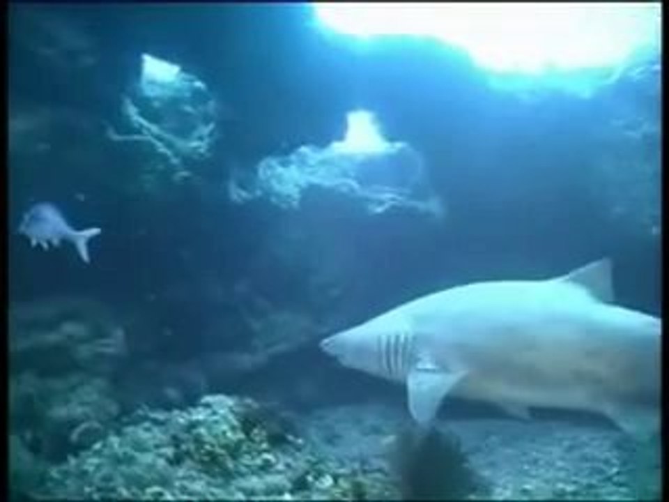 Kursy Nurkowania , Nauka Nurkowania , Centrum Nurkowe w Gdańsku Rekiny cz 1