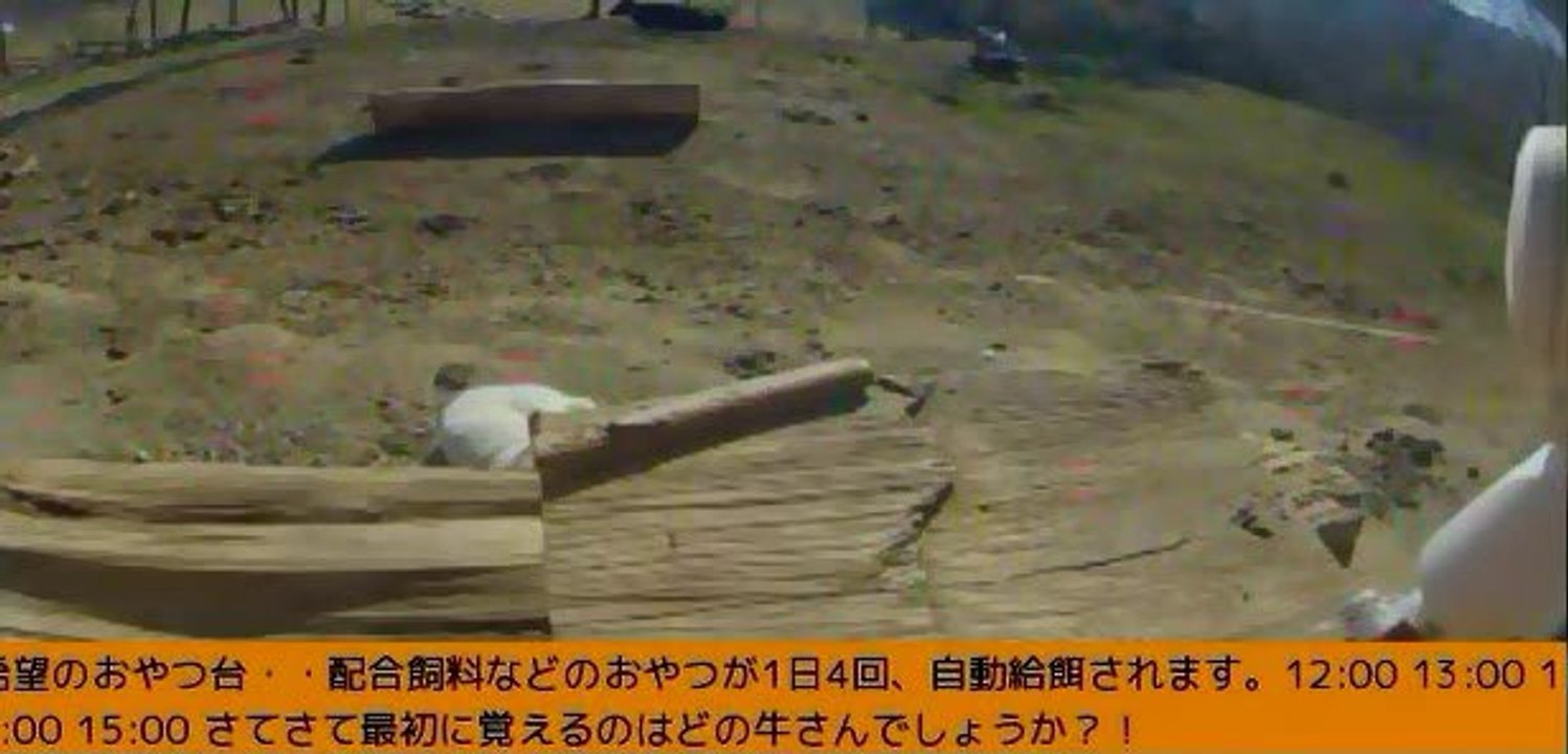 2014-01-31-14-00　牧場三号機　ボラさん、ナナ、ロクちゃん