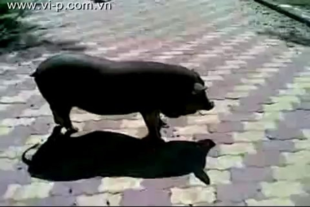 Ôi tôi buồn tôi đi lang thang...bởi vì đâu
