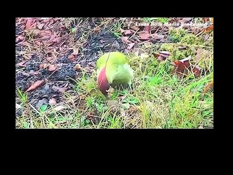 Der Grünspecht - Picus viridis