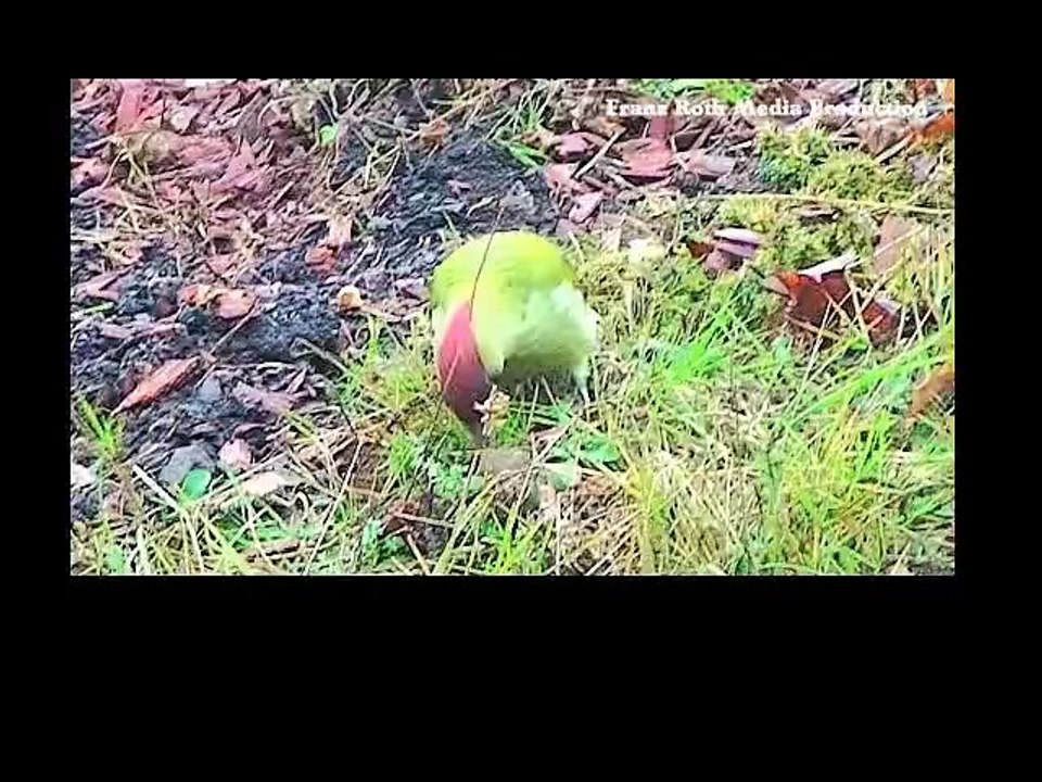 Der Grünspecht - Picus viridis