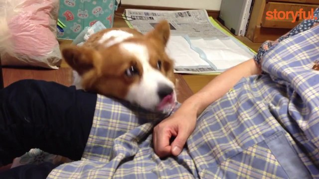 The Week in Storyful's Viral Videos