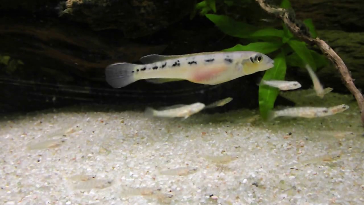 Teleocichla centrarchus alevins 31 janvier 2014