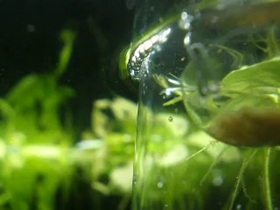 Alevin - Gourami Chuna - 14ème jour