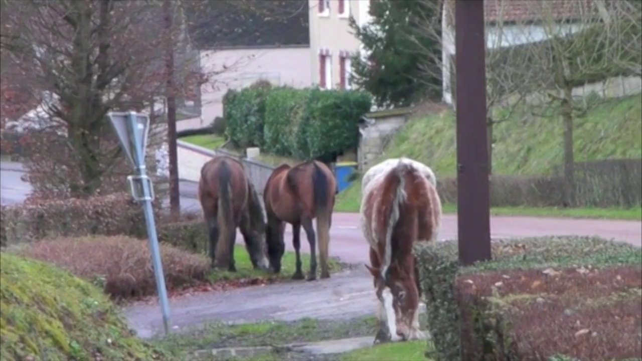 Danger, des chevaux en divagation