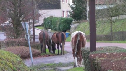 Danger, des chevaux en divagation