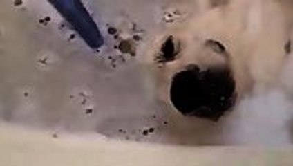 Golden Retriever Loves Bath Time
