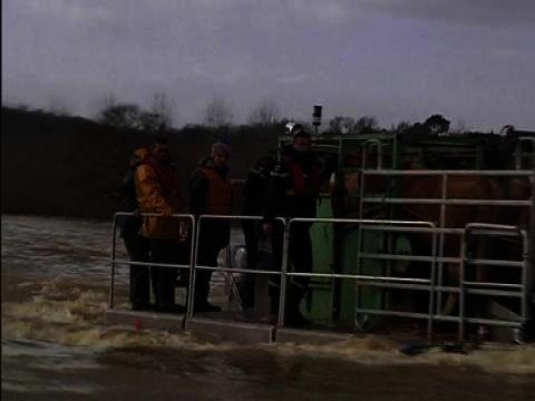Inondations: près de Dax, des vaches évacuées de leurs champs par barge - 31/01