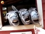 HILARIOUS Donkeys Make Funny Faces Beyondstudios.net