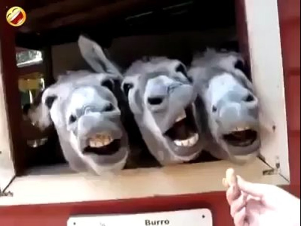 HILARIOUS Donkeys Make Funny Faces Beyondstudios.net