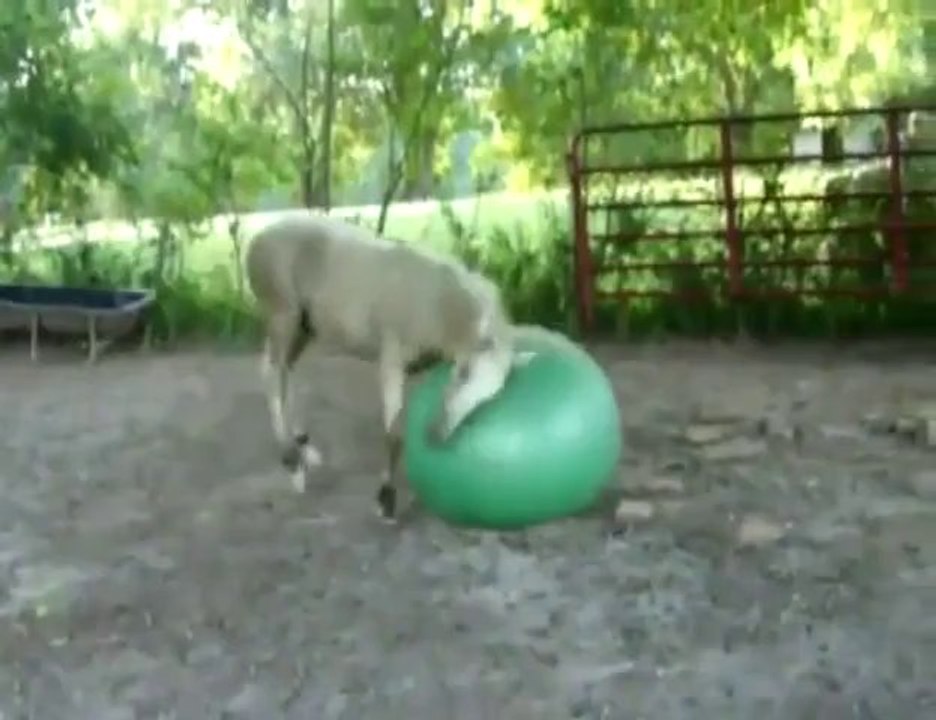 Horse Playing With A Ball Beyondstudios.net
