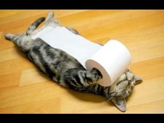 Funny Cats vs Toilet Paper Compilation 2014 [NEW HD]