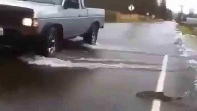 Did you see Fishes swim on a street