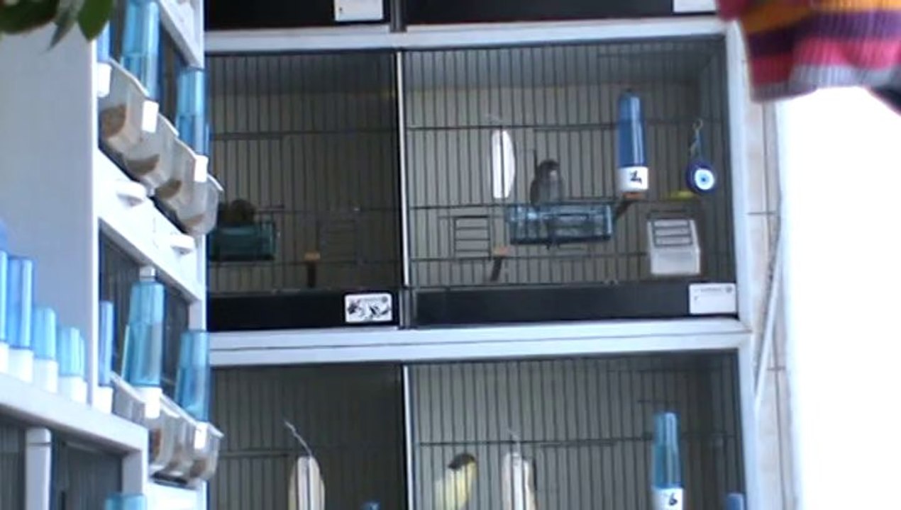 2014 Damızlık Erkekler...