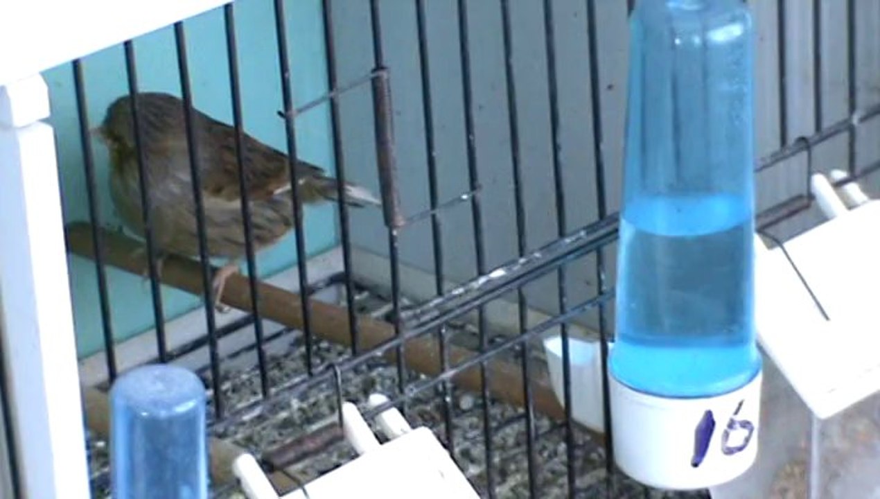 2014 Damızlık Gloster Erkekler...