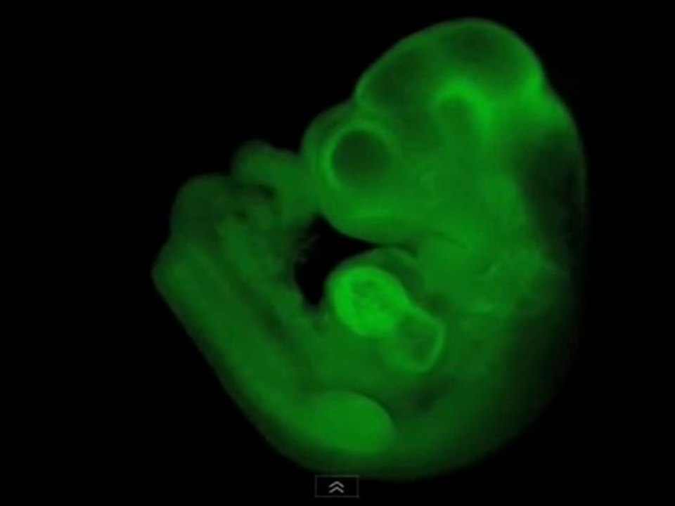 A New Method for Making Stem Cells