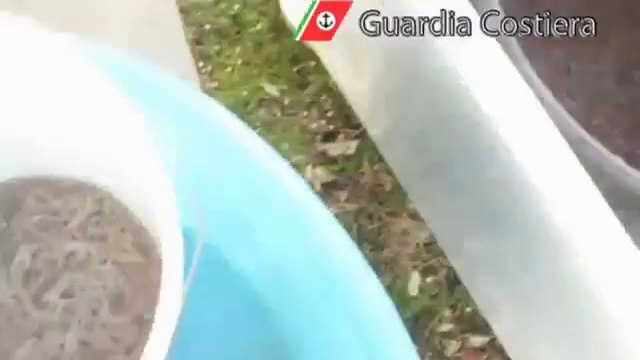 Livorno - Guardia Costiera - Operazione 'Clear Label', sequestro di anguille cieche (10.01.14)