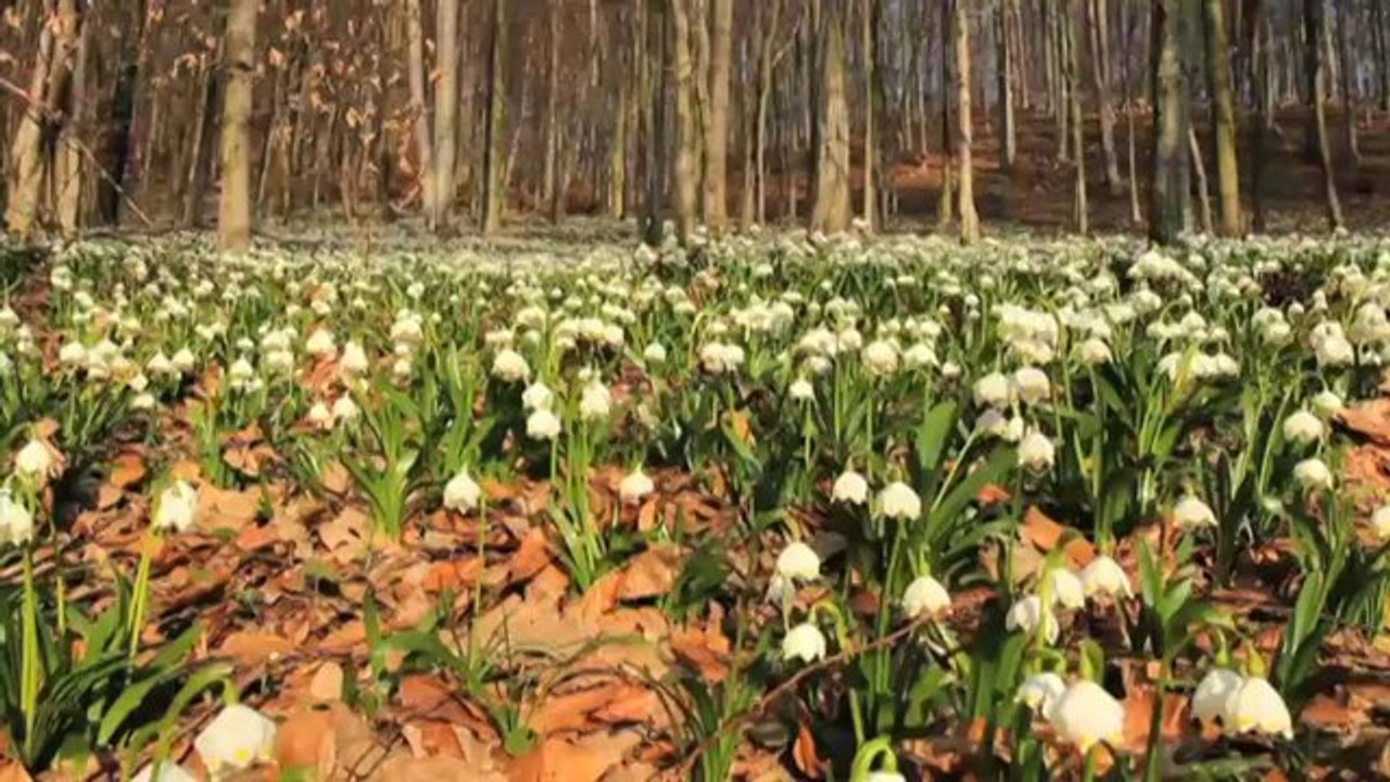 Rewilding Europe