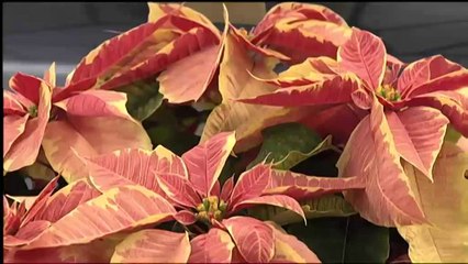 Espai Terra. Dilluns 16 desembre