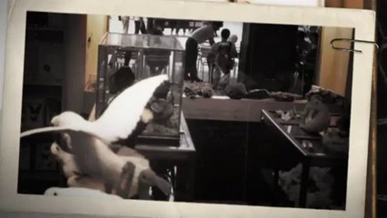 TV3 - 33 recomana - El Taxidermista Galeria Setba