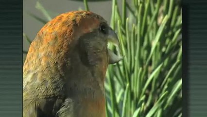 Calendari de la natura: desembre