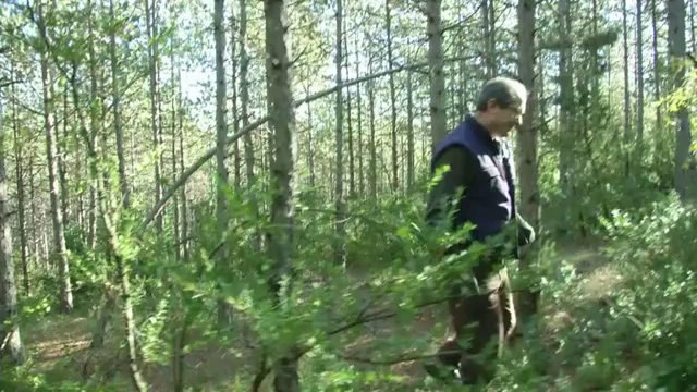 TV3 - Caçadors de bolets - Caçadors de bolets - capítol 98