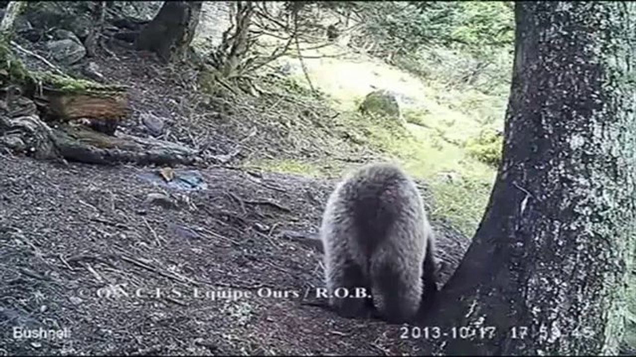 TV3 - Telenotícies - Noves imatges de l'óssa Hvala i els seus dos cadells al Pirineu