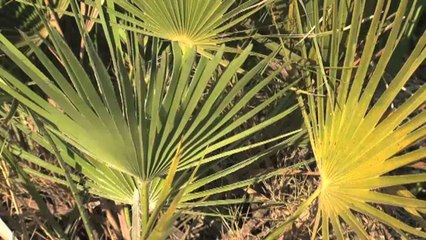 Terres de l'Ebre: la biodiversitat