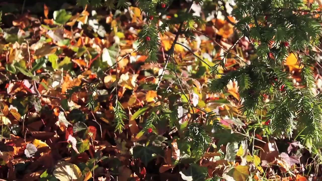 Das Herz von Pinneberg /Full Film/Complete Movie/Ganzer Film