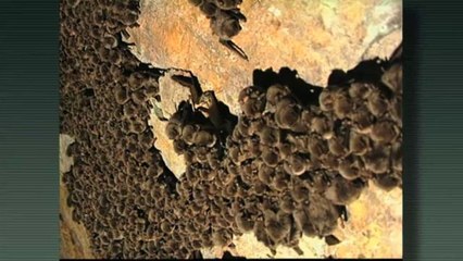 Calendari de la natura: novembre