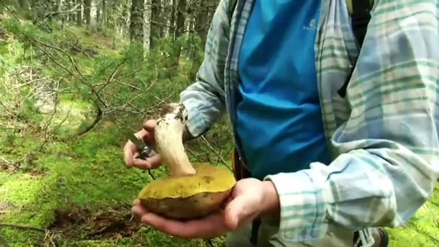 TV3 - Caçadors de bolets - Caçadors de bolets - capítol 93