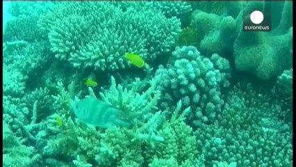 Great Barrier Reef 'at risk' from coal development plan