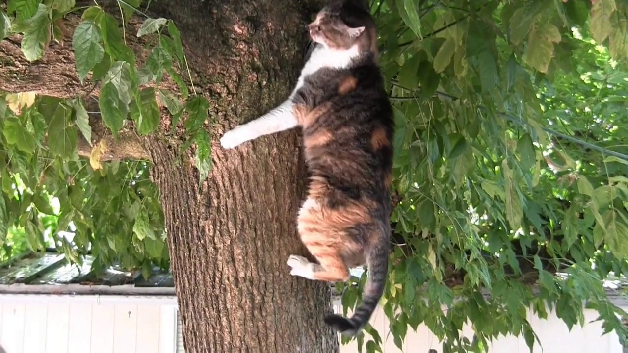 UNE VIE TRANQUILLE  DE CHAT