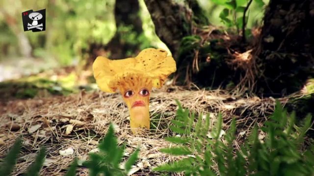 TV3 - Caçadors de Bolets - Els altres bolets