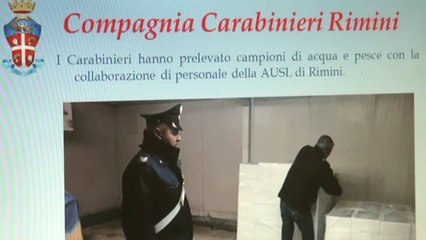 Rimini. Addittivi per rendere fresco il pesce vecchio. Sequestrati 1500 chili di pesce azzurro
