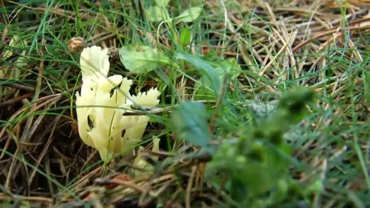 TV3 - Caçadors de bolets - Caçadors de bolets - capítol 88