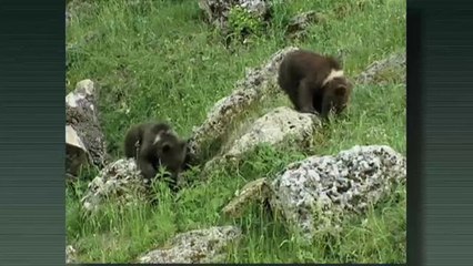 El medi ambient - Calendari de la natura: setembre