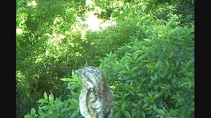 Un oiseau étonnant : il se camoufle en branche morte!