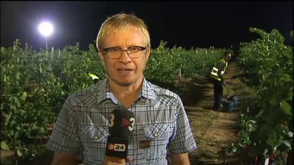 TV3 - Telenotícies - La verema es fa de nit a Raimat