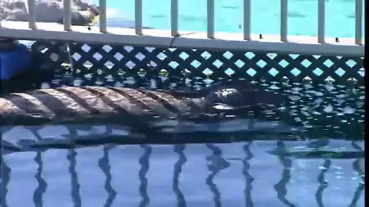 TV3 - Telenotícies - Neixen dos lleons marins i una foca a l'oceanogràfic de València