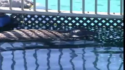 TV3 - Telenotícies - Neixen dos lleons marins i una foca a l'oceanogràfic de València